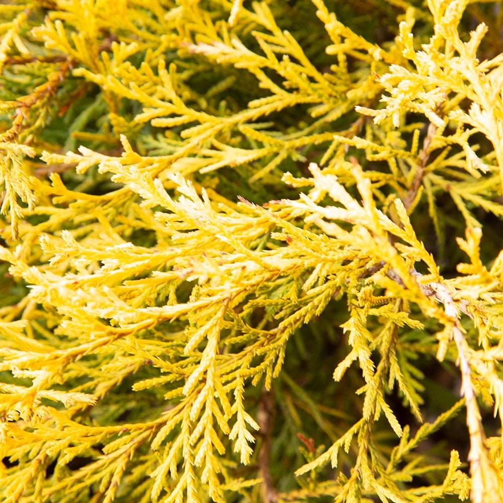 Expert Gardener Gold Mop Threadleaf False Cypress (2.5 Gallon) Evergreen Shrub with Yellow Foliage - Full Sun