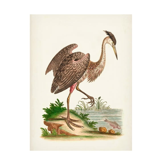 George Edwards 'Antique Heron and Cranes III' Canvas Art