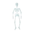 thumbnail image 1 of ¡Gran oferta! 150/90/30cm esqueleto con luz accesorios para eventos de Halloween Bar decoraciones de Casa Encantada esqueleto fluorescente, 1 of 4