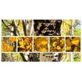 thumbnail image 2 of Tenoever, William 32x19 Gold Ornate Wood Framed with Double Matting Museum Art Print Titled - Aspens In The Fall 1, 2 of 4