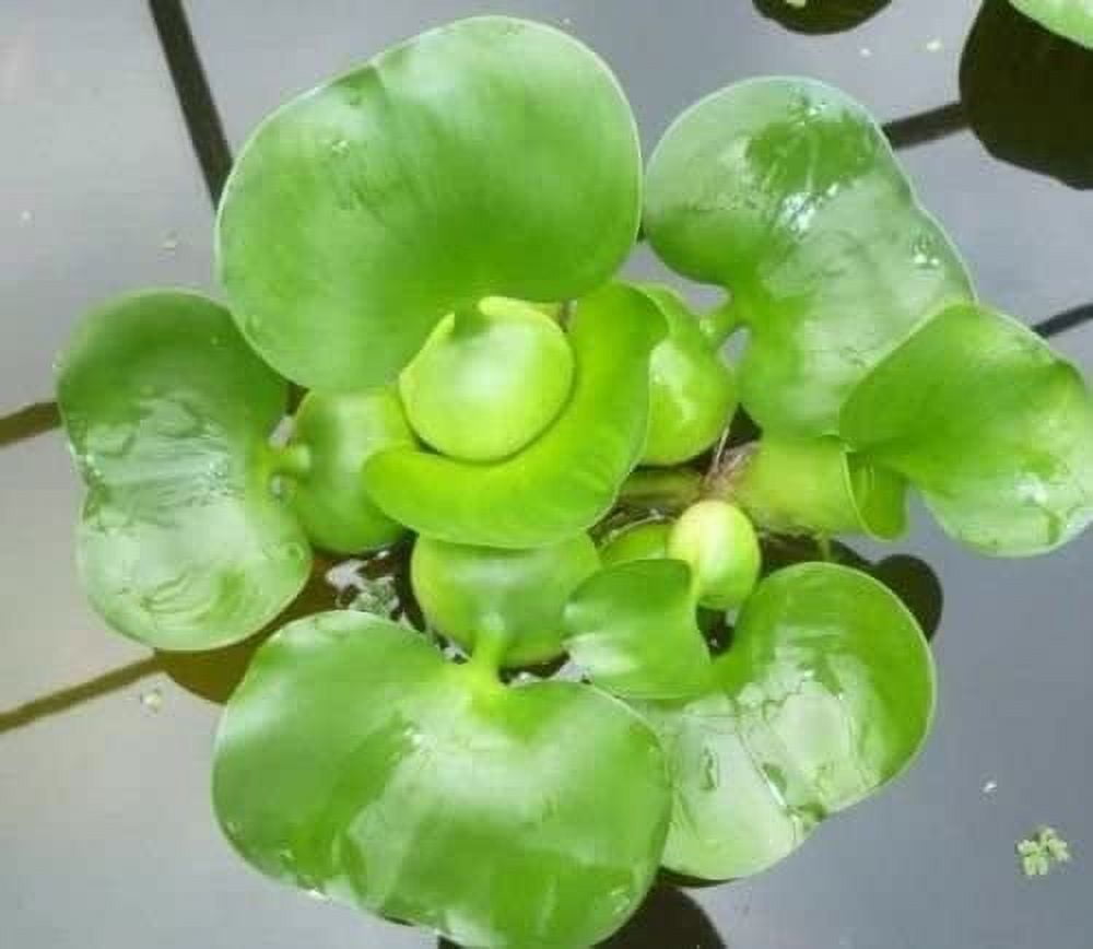 Aquarium Plants Discounts 2 Floating Live Pond Plants, Watter Lettuce and Water Hyacinth, 2 oz