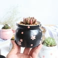 thumbnail image 5 of Cheers.US 3.3" x 3.1" Diameter Round Pink Ceramic Succulent Pots with Drainage Hole, 5 of 7