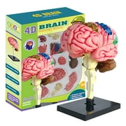 Human Brain Model | Anatomical Model Teaching Med Model with Display Base | Color-Coded Artery Brain, DIY Teaching Anatomy Model for Science Classroom Study Display