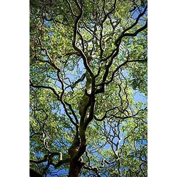 10 Corkscrew Willow Tree Cuttings Fast Growing Trees for Privacy or
