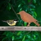 thumbnail image 4 of Decoración de pájaros, diseño único, adornos de pájaros de metal personalizados para jardín, estilo natural, rústico, para exteriores, patio, jardín, cercas, caminos y árboles (4 piezas), 4 of 5
