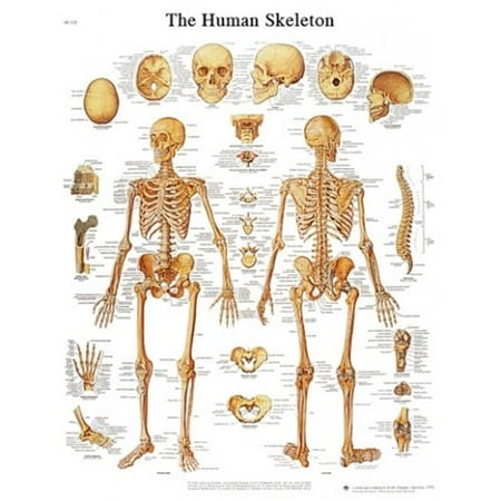 - Fabrication Enterprises 12-4620P Skeleton Paper Anatomical Chart