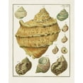 thumbnail image 2 of Unknown 26x32 White Modern Wood Framed Museum Art Print Titled - Pastel Shell Pair I, 2 of 4
