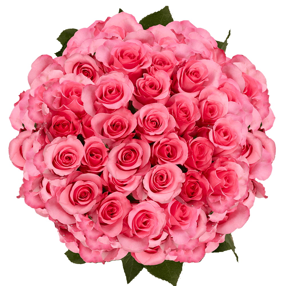 200 Stems of Dark Pink Eliza Roses- Beautiful Fresh Cut Flowers ...