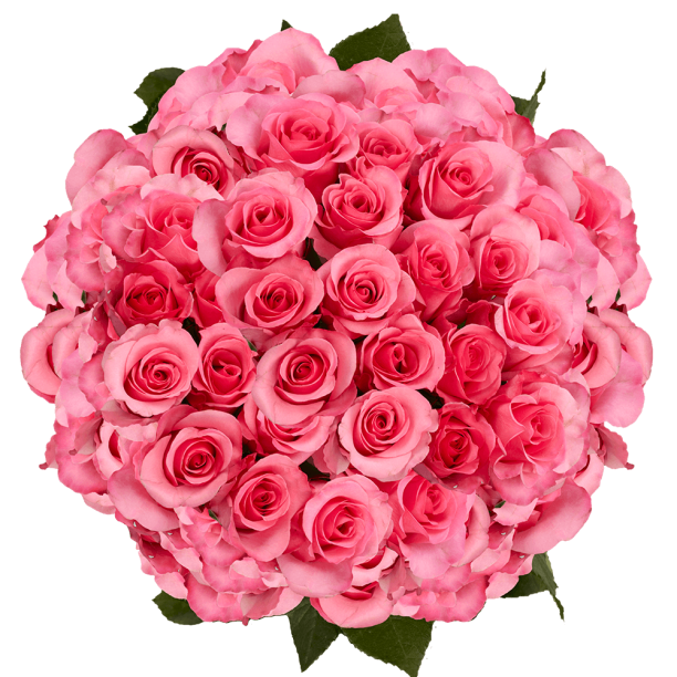 200 Stems of Dark Pink Eliza Roses Beautiful Fresh Cut Flowers