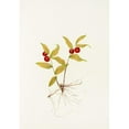 thumbnail image 3 of Mary Vaux Walcott 18x24 Black Modern Framed Museum Art Print Titled - Kruhsea (Fruit). (Kruhsea Streptopoides) (1925), 3 of 5