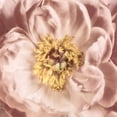 thumbnail image 2 of Pearson, Debbie 12x12 White Modern Wood Framed Museum Art Print Titled - Burgundy Bloom 1, 2 of 4