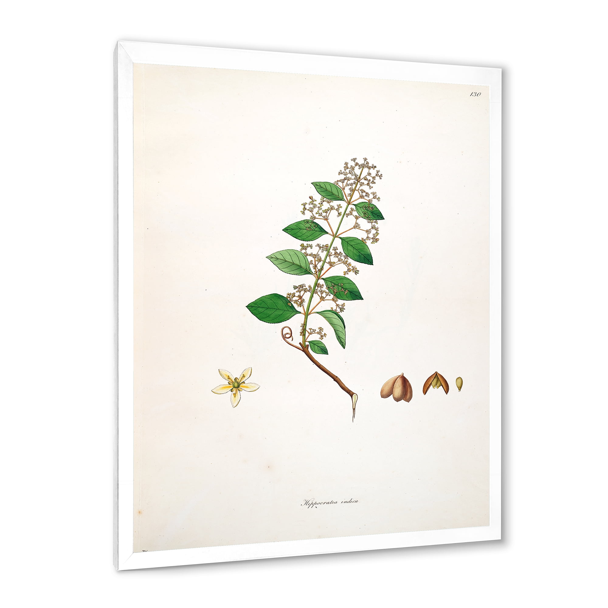 Designart 'Ancient Botanicals I' Farmhouse Framed Art Print