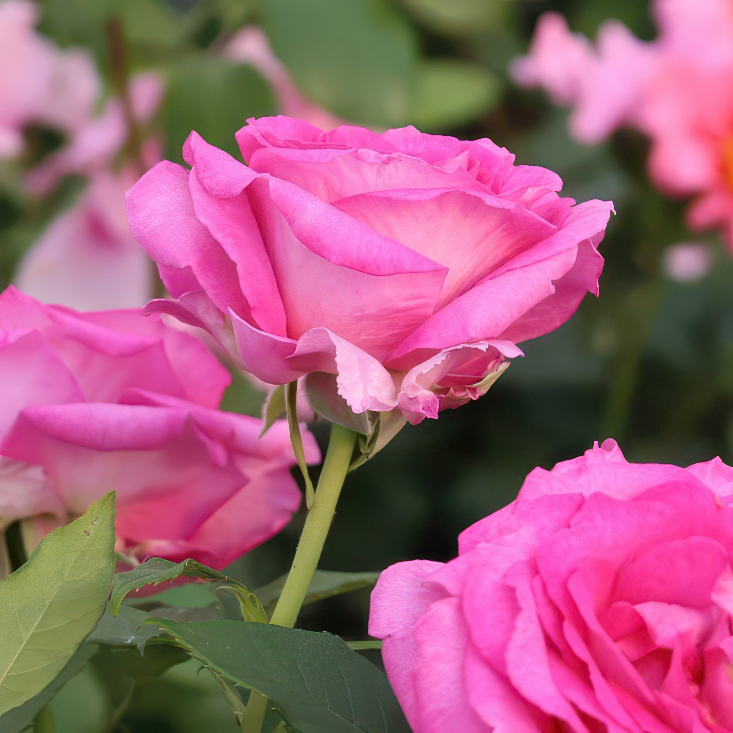 National Plant Network Bare Root Rose Scentables Raspberry Cupcake Hybrid Tea with Pink Flowers (5-pack)