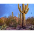 thumbnail image 3 of Fitzharris, Tim 24x20 Black Modern Framed Museum Art Print Titled - Tucson Mountains-Saguaro National Park-Arizona, 3 of 5