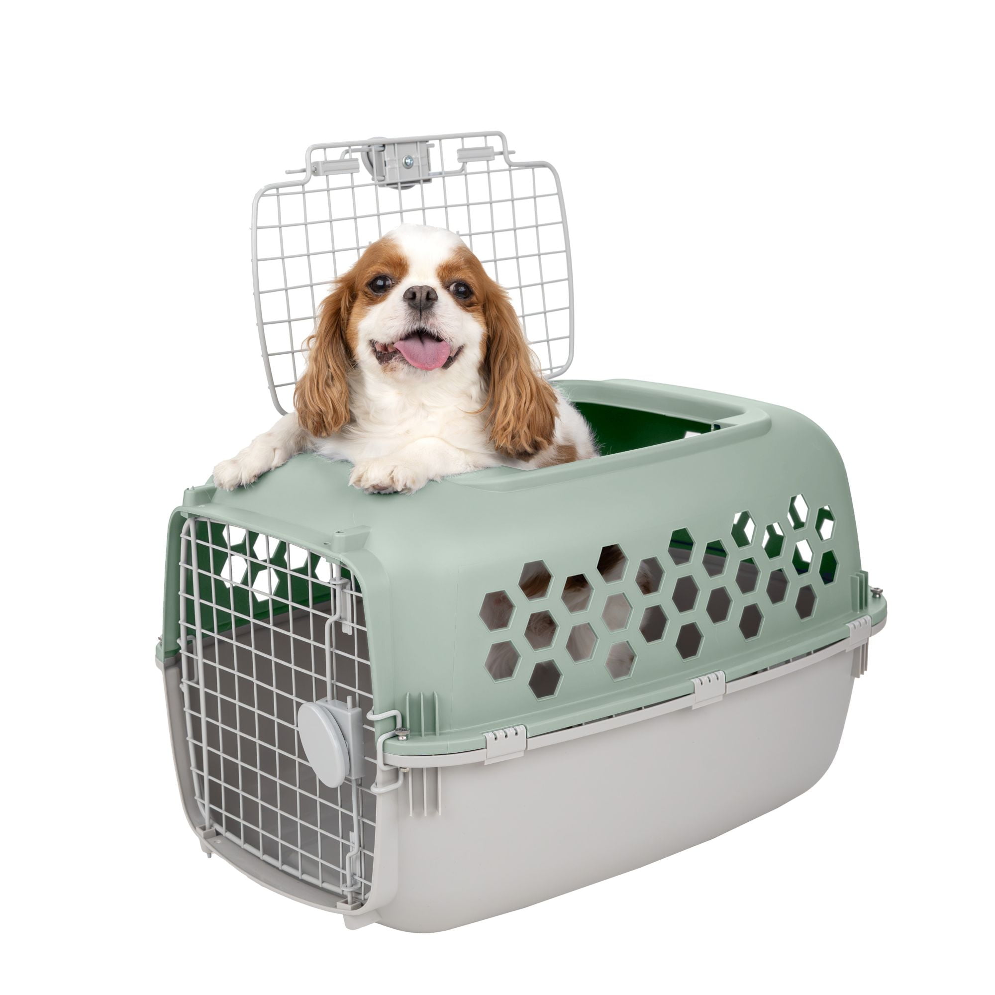 Vibrant Life 2-Door 24" Plastic Portable Kennel for Dogs, Green