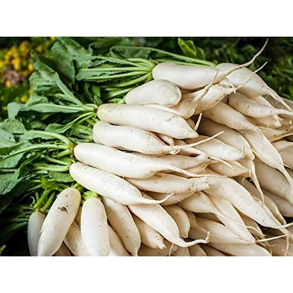 Daikon Radish Seeds - 100  Seeds - Cover Crop Seeds for Planting. Deer Love Them, Food Plot