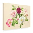 Alison Cooper 'Roses from the Garden, 2020' Canvas Art - 19 x 14 Inches ...