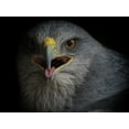 thumbnail image 2 of valverde, Ferdinando 32x25 White Modern Wood Framed Museum Art Print Titled - War Cry, 2 of 4
