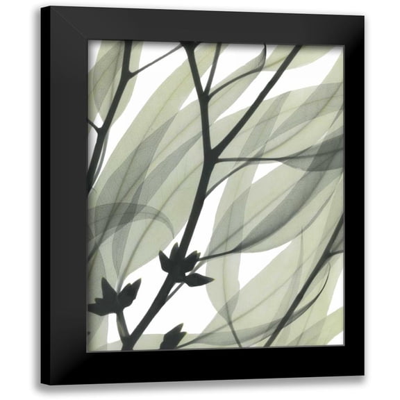 Koetsier, Albert 12x14 Black Modern Framed Museum Art Print Titled - Eucalyptus Safari