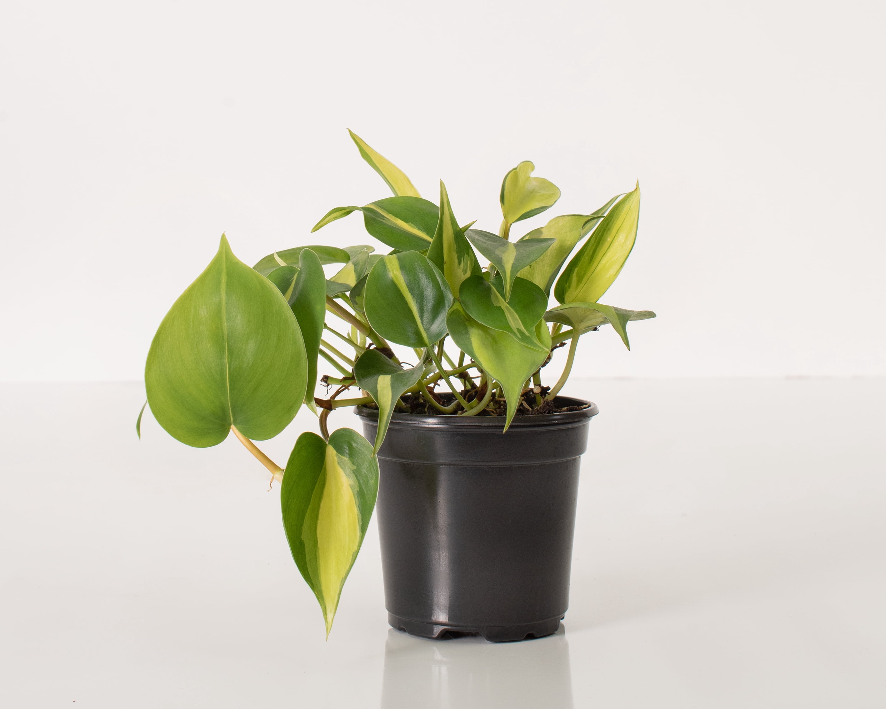 4 in. Philodendron Brasil Live Houseplant with Bright Indirect Sunlight - 3 Piece