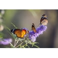 thumbnail image 3 of 25 CHASTE BERRY TREE Vitex Agnus Castus Monk's Pepper Purple Fragrant Flower Seeds, 3 of 11