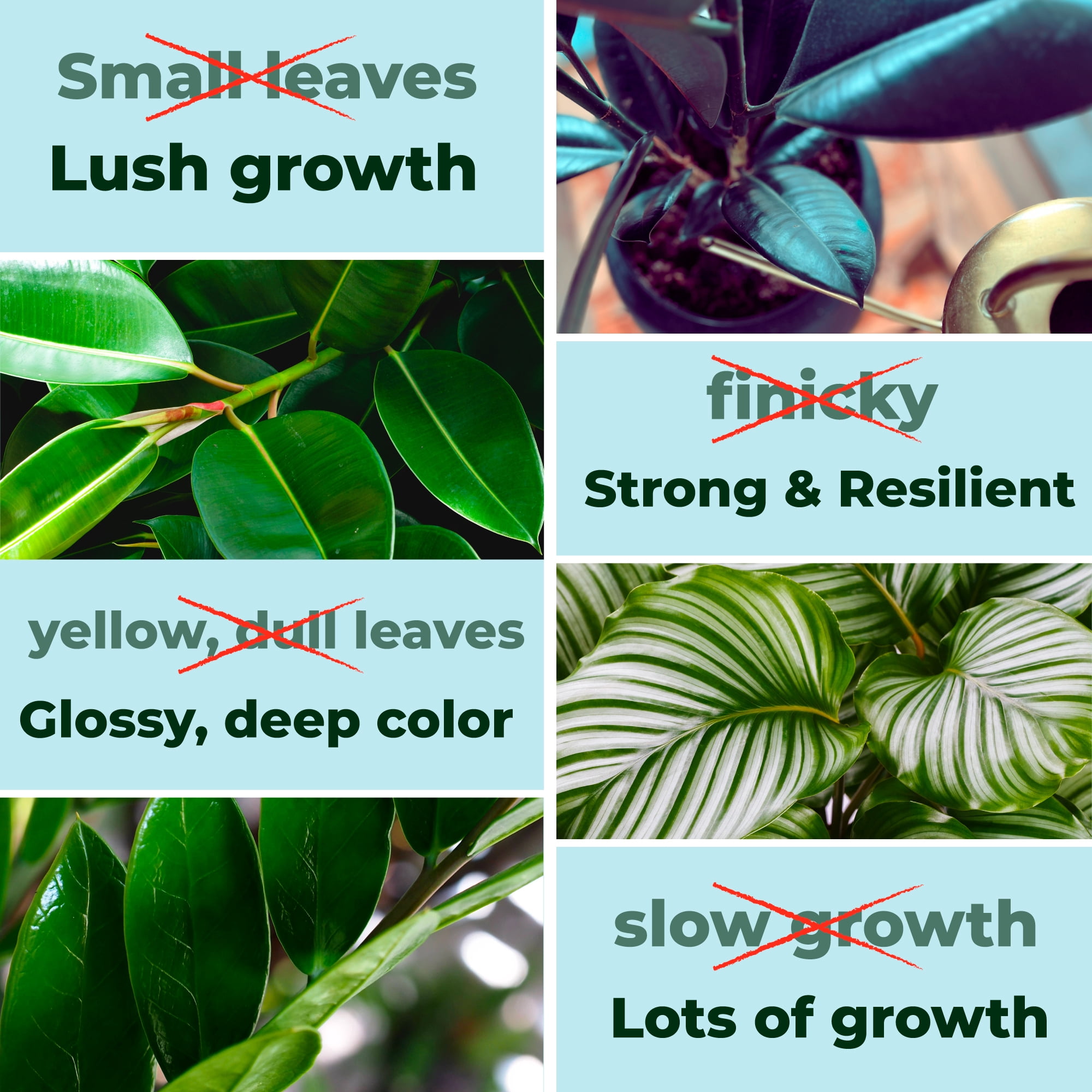 Big Green Leaves | All Purpose Houseplant Fertilizer, Indoor Plant Food (1LB)