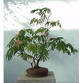 thumbnail image 4 of 20 Bonsai Mimosa Flower Tree Seeds - Exotic and Rare Flowering Bonsai Seeds to Grow, 4 of 4