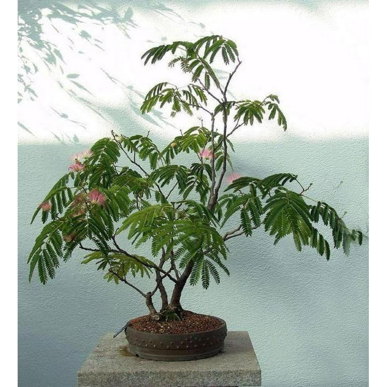 20 Bonsai Mimosa Flower Tree Seeds - Exotic and Rare Flowering Bonsai Seeds to Grow