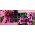 thumbnail image 2 of CafePress - Double Purple Echinacea - Soft Fleece Throw Stadium Blanket, 30"x40", 2 of 4