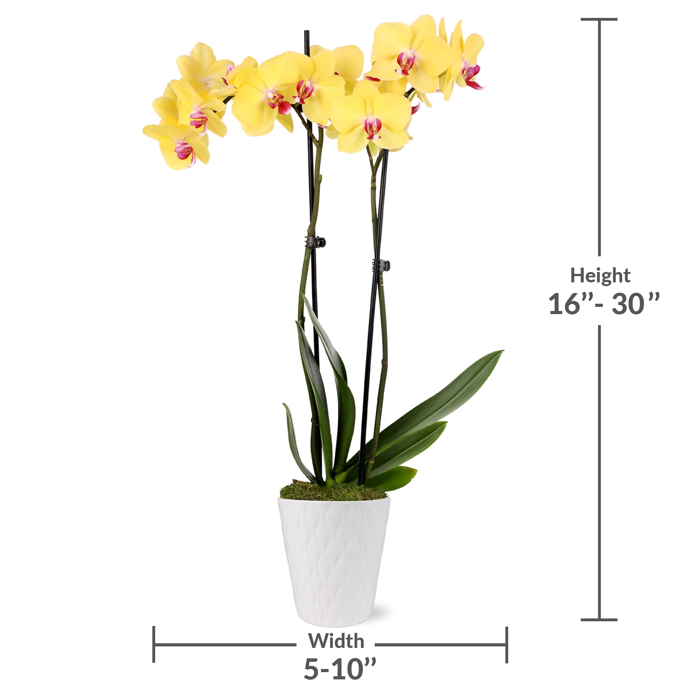 Just Add Ice 16-30" Yellow and Purple Premium Orchid Live Plant in 5" White Ceramic Pot, House Plant
