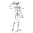 thumbnail image 1 of Anatomy: Skeletal System. Poster Print by  (24 x 36), 1 of 1
