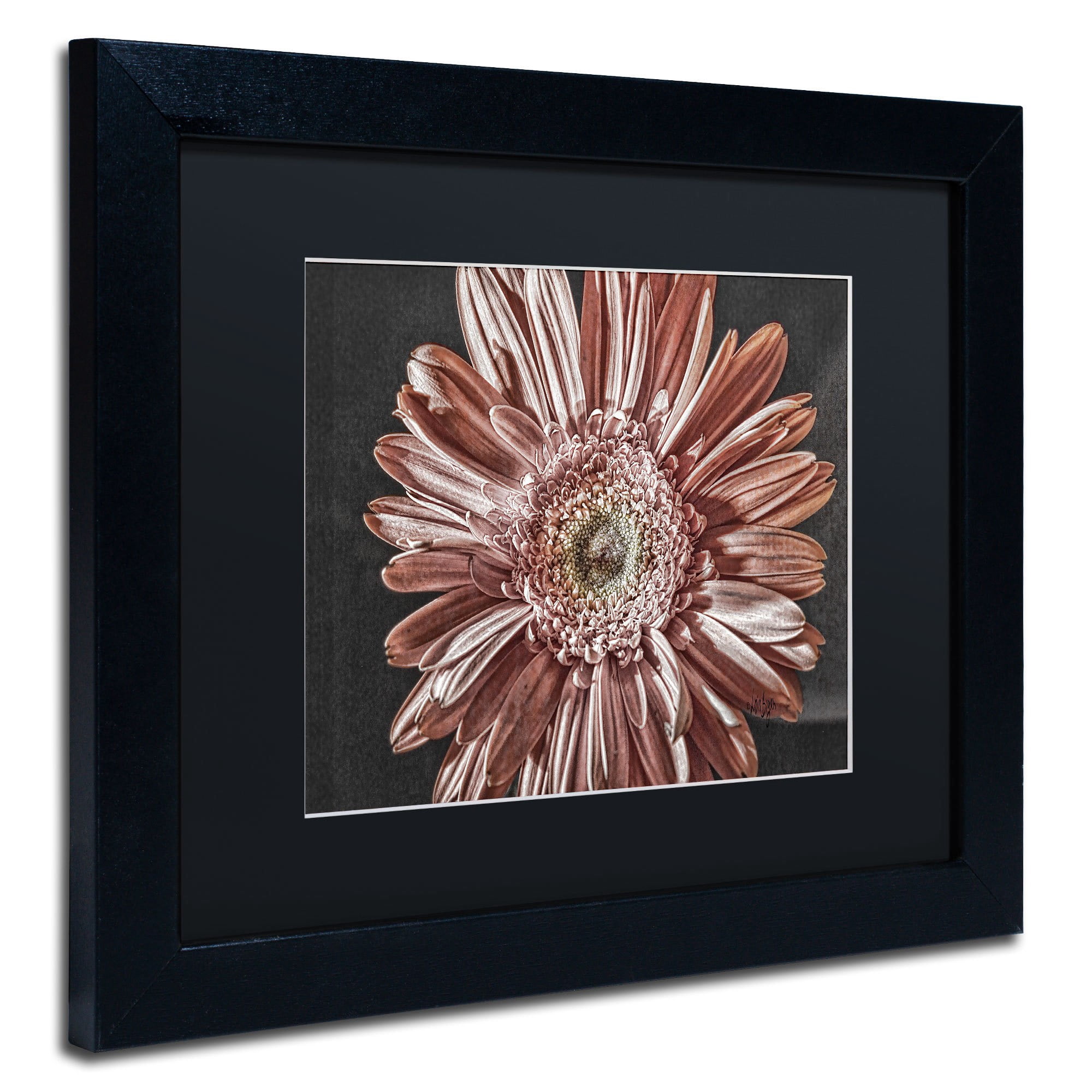 Trademark Fine Art "Silvery Pink" Canvas Art by Lois Bryan, Black Matte, Black Frame