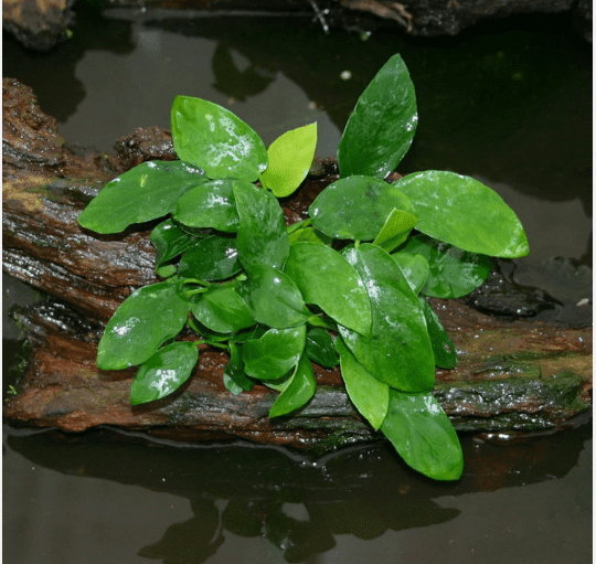 Anubias Barteri Live Aquarium Plant – Easy Low Light Freshwater Aquatic Plant for Fish & Shrimp Tanks