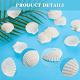 thumbnail image 2 of 40PCS Natural Scallop Shells 1.4-2.4inch White Small Sea Shells for Crafts Crafting Shell Bulk Real Seashells, 2 of 5
