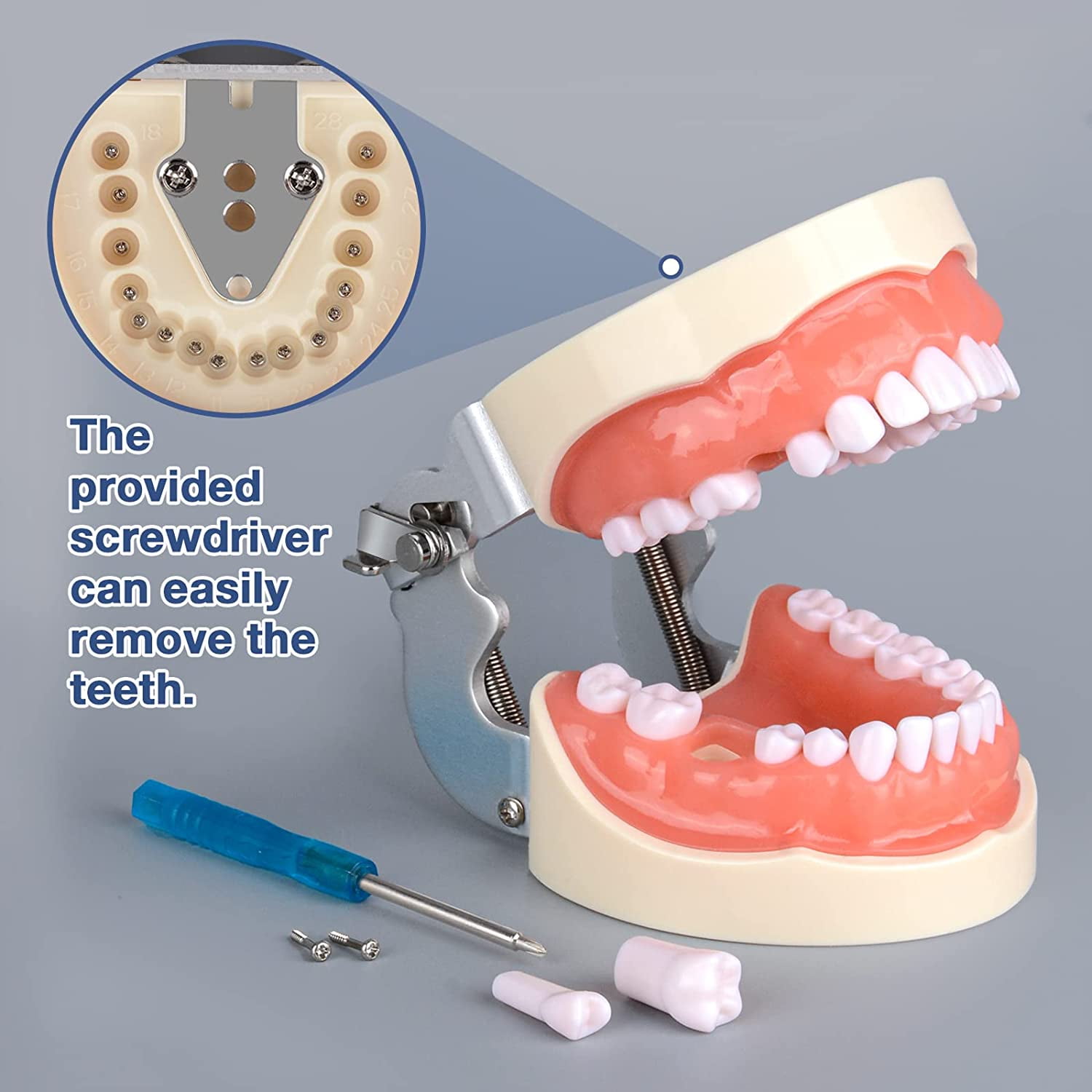 Typodont Teeth Model with 32 Detachable Teeth for Dental Hygiene Students