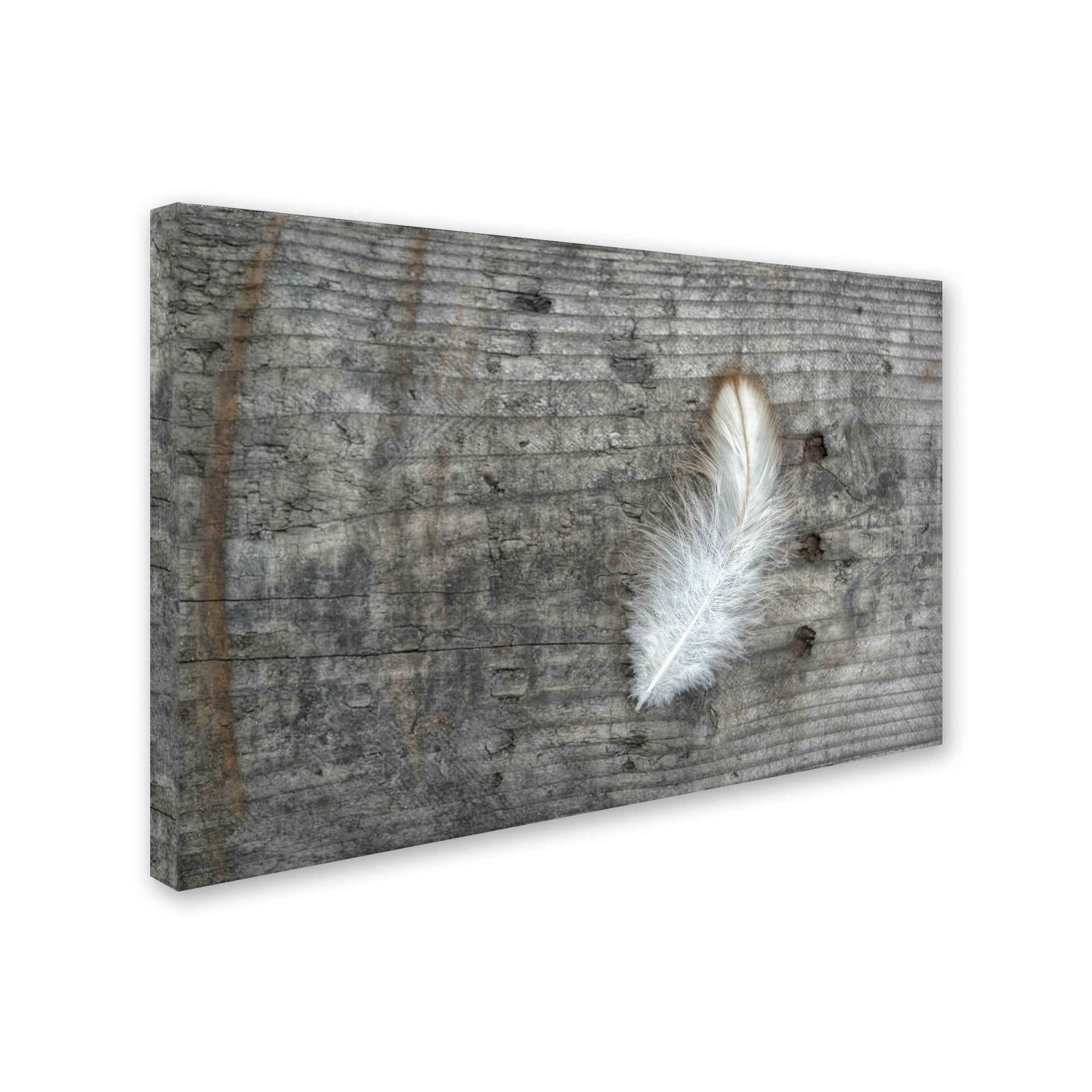 Trademark Fine Art 'Feather on Rough Wood' Canvas Art by Cora Niele