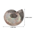 thumbnail image 3 of 2 colgantes de fósil de amonita natural con piedra lunar para educación en ciencias biológicas y decoración Feng Shui para niños y adultos, 3 of 7