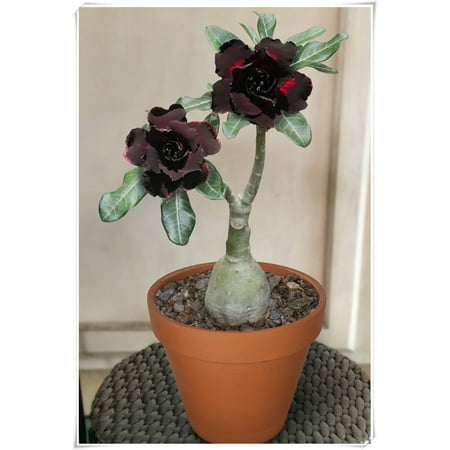

Desert Rose Bulbs Beautiful Trees Desert Rose Roots，Blooming Continuously Potted Balcony Desert Rose Bulbs For Sale