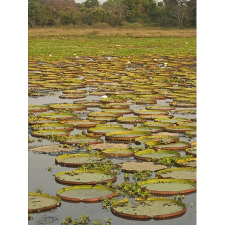 The Lily Pad Oxford Giant or Victoria Lilies, Mato Grosso Do Sul Province, Brazil Print Wall Art By Pete Oxford ()