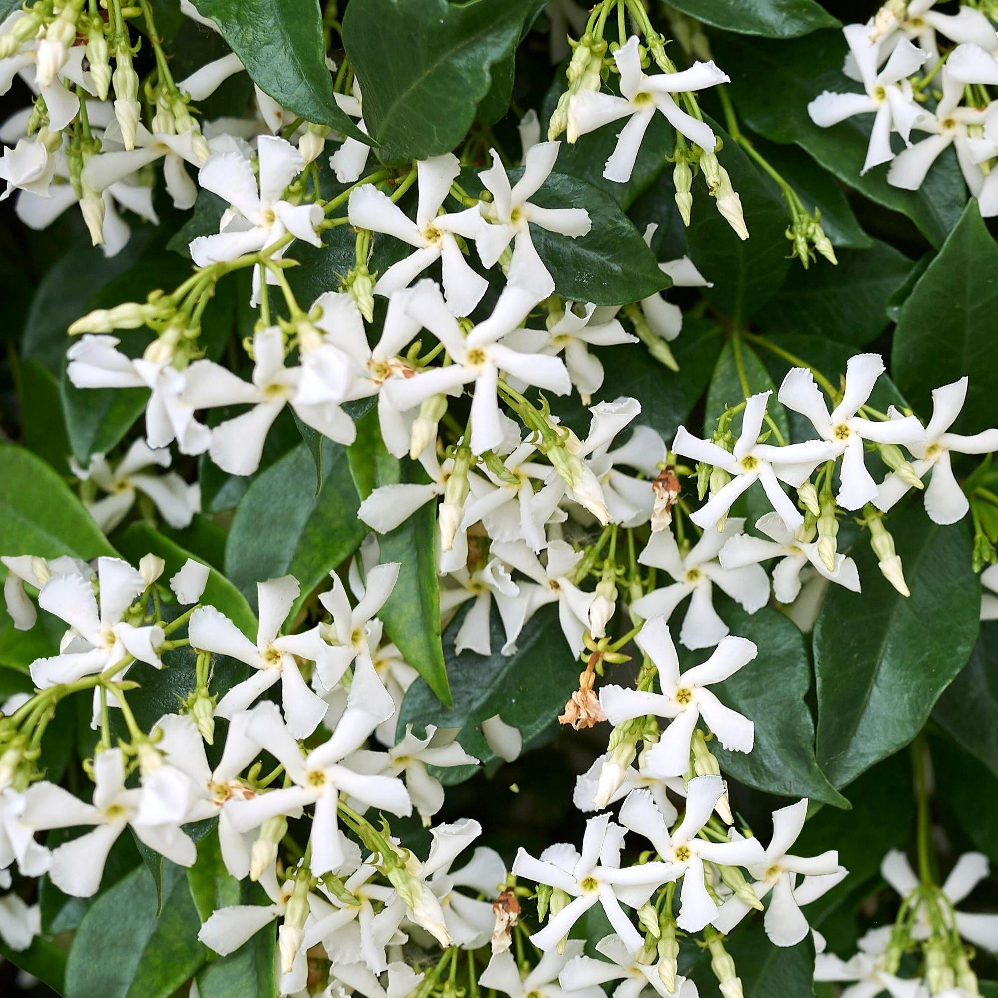 Star Jasmine&ndash;Fragrant Evergreen Vine  6" Pot