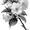 BarCart, variant on Black White Botanical Berry Branch Line Art, Elegant Nature Drawing Wall Decor
