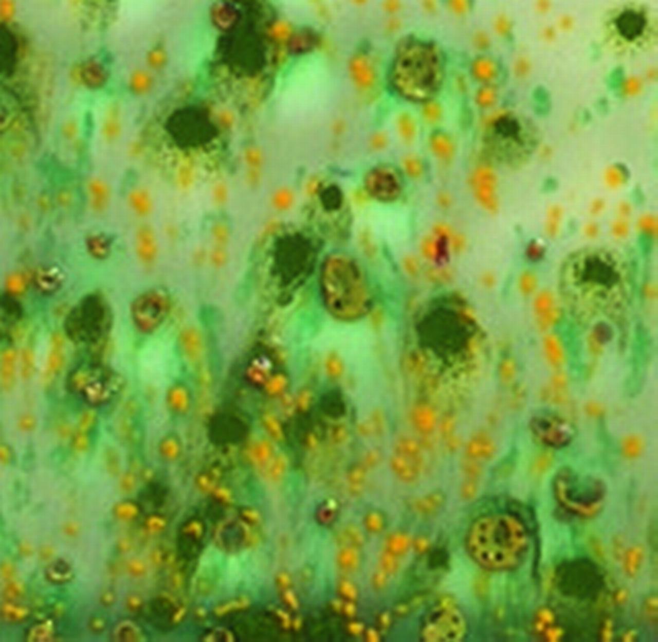 Sax True Flow LeadFree NonToxic Crystal Magic Glaze 1 Pt. Herb Garden