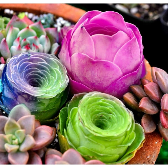 SHIQI-Mixed Colored Rare Beauty Succulents Seeds Garden and Home Bonsai Easy to Grow Flower Plant 200 Pcs Seeds