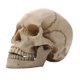 thumbnail image 1 of Estatua de Calavera de Cabeza  para DecoracióN del Hogar, Figuras de Resina, DecoracióN de Halloween, Escultura, EnseñAnza MéDica, Boceto, Modelo, ArtesaníAs, 1 of 1