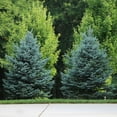 thumbnail image 3 of Brighter Blooms - Colorado Blue Spruce Tree, 2-3 ft. - No Shipping to AK, AZ, HI, 3 of 4