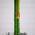 thumbnail image 7 of Nearly Natural Potted Golden Cane Palm Artificial Tree with Cotton Planter - 8' - Green, 7 of 7