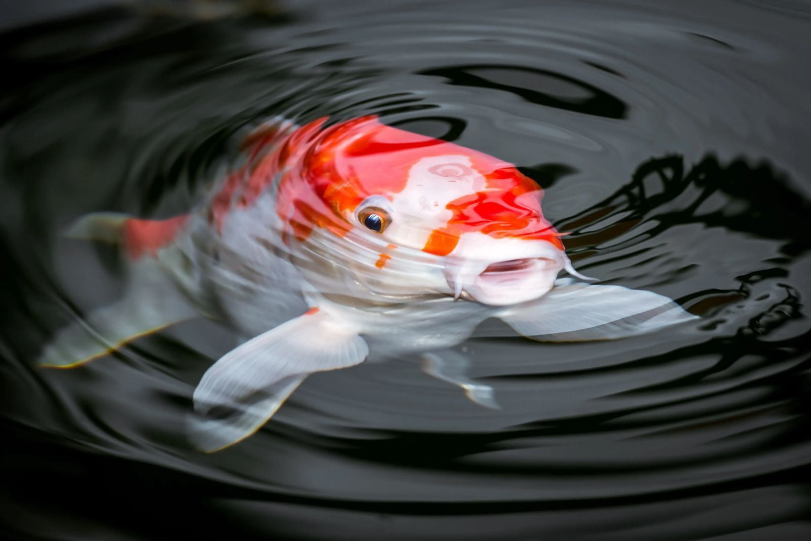 Aquatic Foods Inc. Koi & Pond Fish Flakes. Arctic Krill Flakes which contain Natural Carotenoids & Astaxanthin that will enhance the vibrant colors of Fish...WL 1-lb 2oz Lg Jar