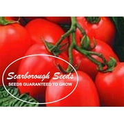 SCARBOROUGH SEEDS ORGANIC ROMA TOMATO 100 SEEDS HEIRLOOM NON-GMO OPEN-POLLINATED