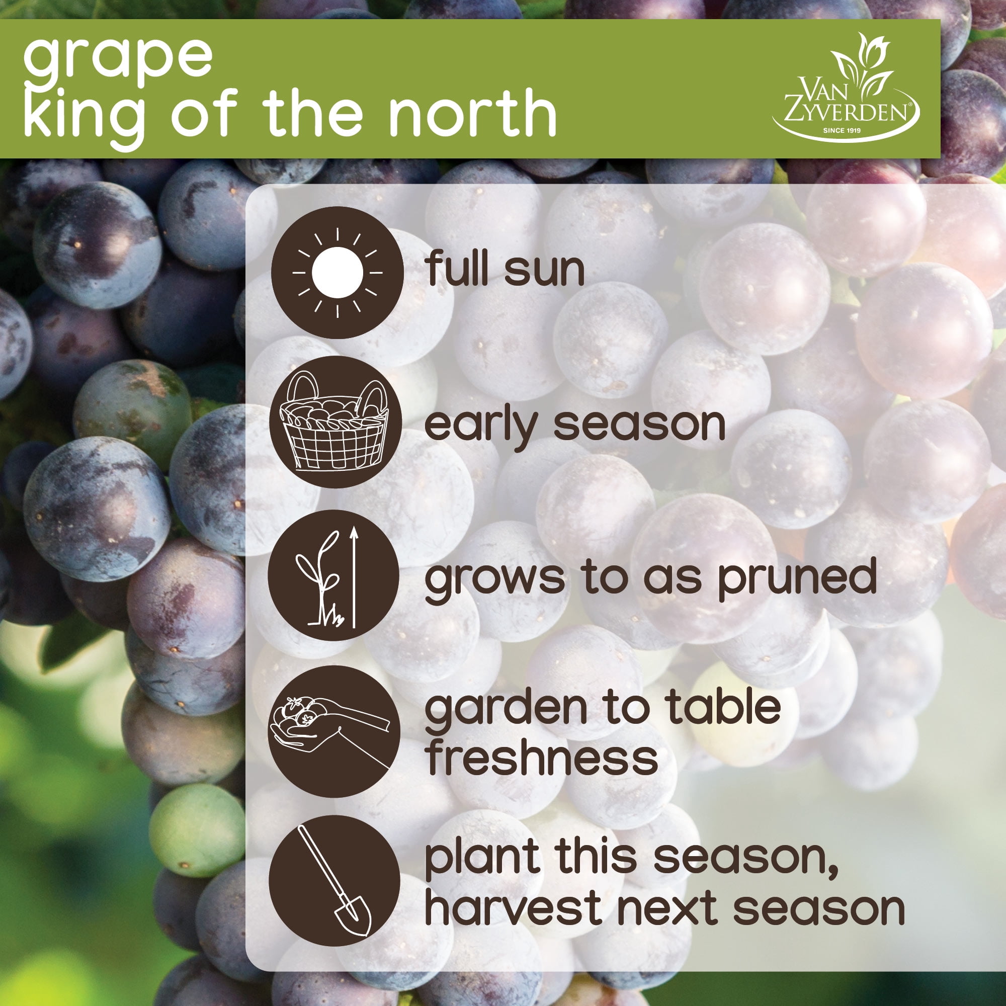 Expert Gardener Grape King of the North Dormant Bare Root Plant, Full Sun Perennial