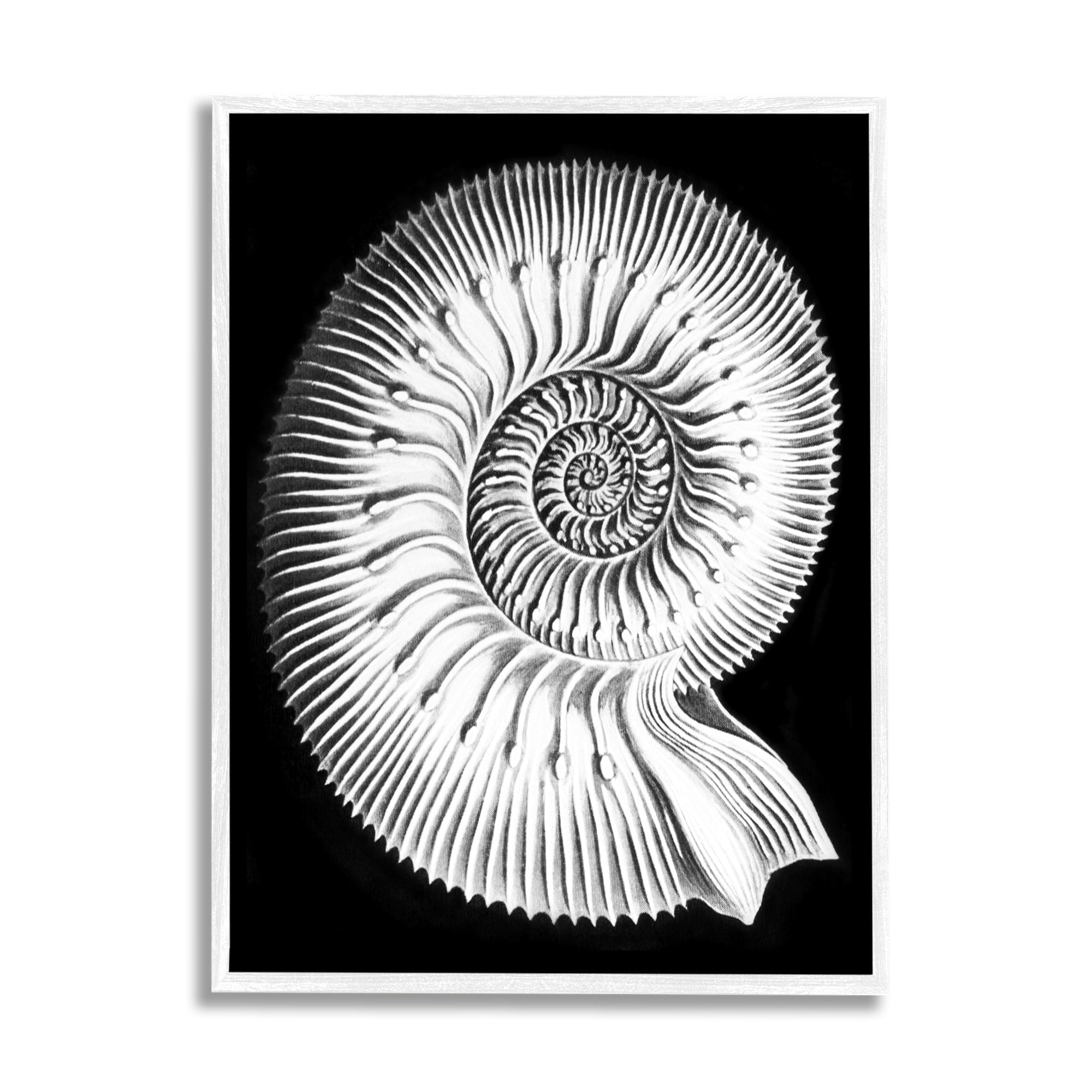 Stupell Industries Spiral Sea Life Beach Shell Modern Fractal Graphic Art White Framed Art Print Wall Art, Design by Graffitee Studios